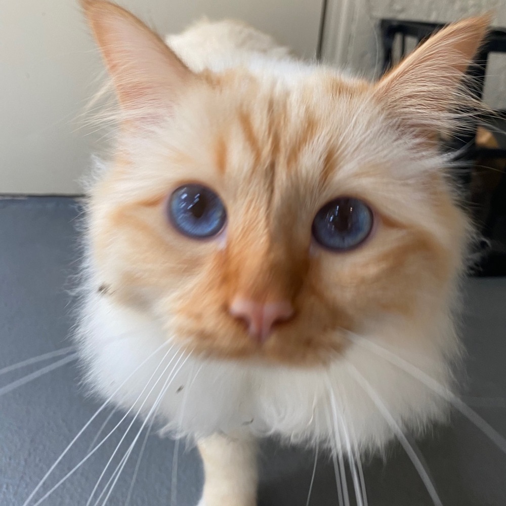 Meet your Posher, Maya